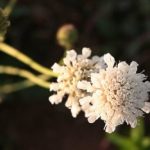 img_1963 img_1963